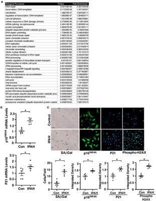 Endothelial senescence mediates hypoxia-induced vascular remodeling by modulating PDGFB expression